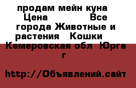 продам мейн куна › Цена ­ 15 000 - Все города Животные и растения » Кошки   . Кемеровская обл.,Юрга г.